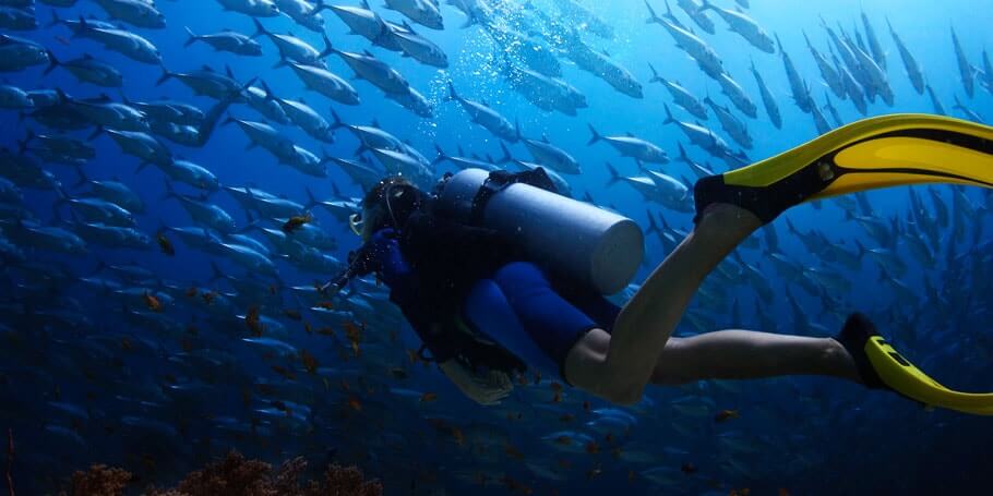 Cabo Pulmo Diving