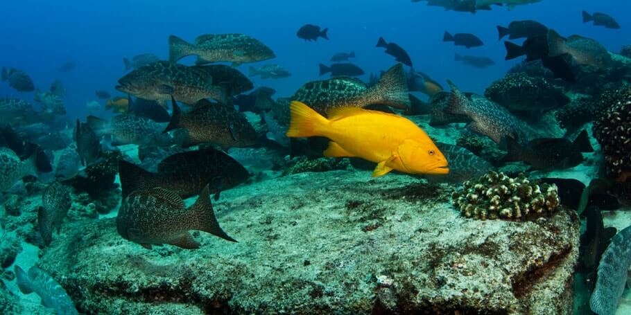 Cabo Pulmo Diving