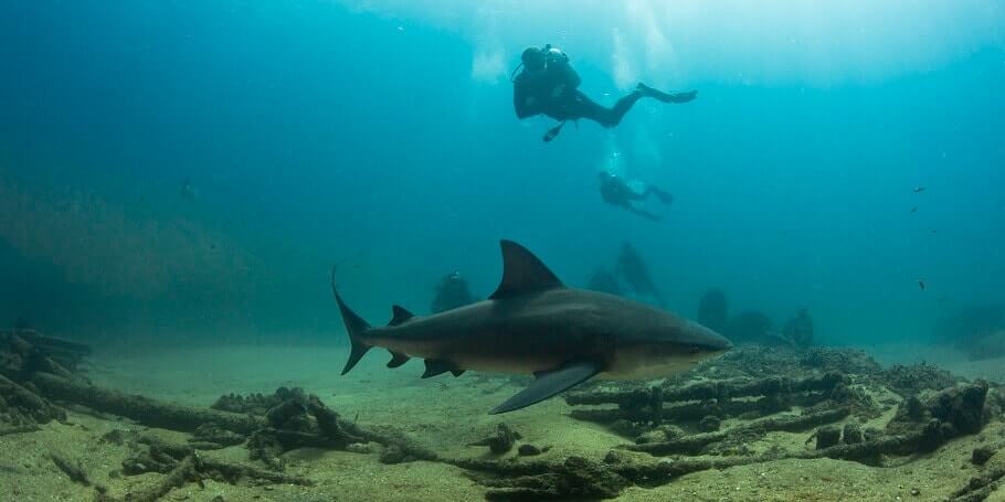 Cabo Pulmo scuba Diving