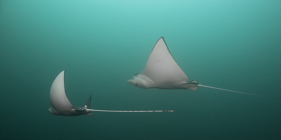 Eagle rays in the Corridor dive trip