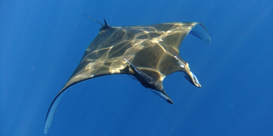 Advanced Open Water Diver