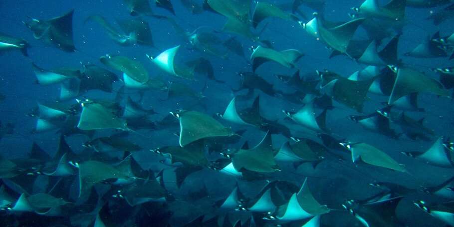 Open Water Diver Course Padi