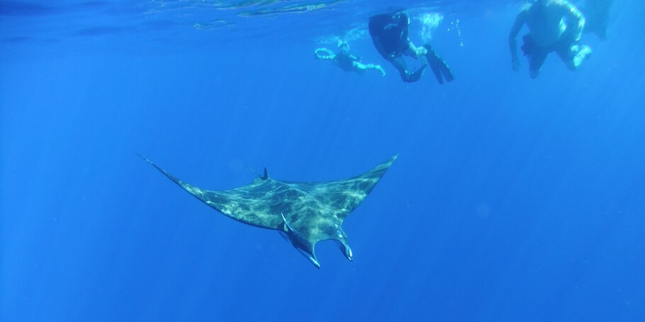 padi diving elearning in Cabo Baja the Sea of Cortez