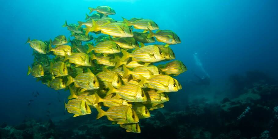 Cabo Pulmo Diving