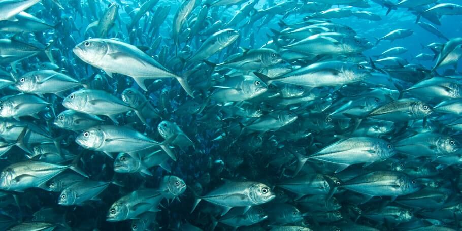 Cabo Pulmo Diving