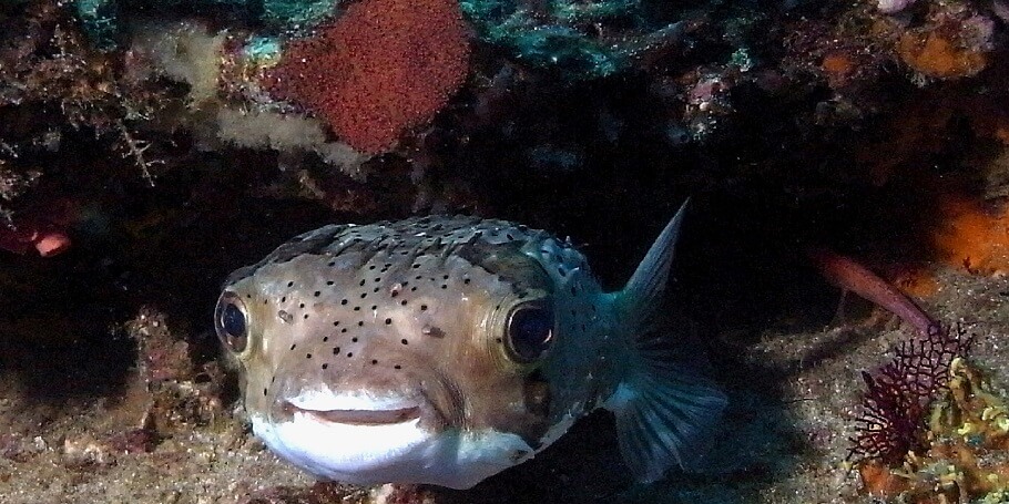 puffer