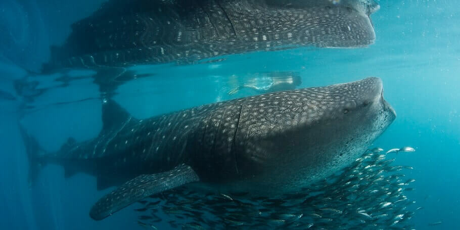 Whale Sharks In La Paz