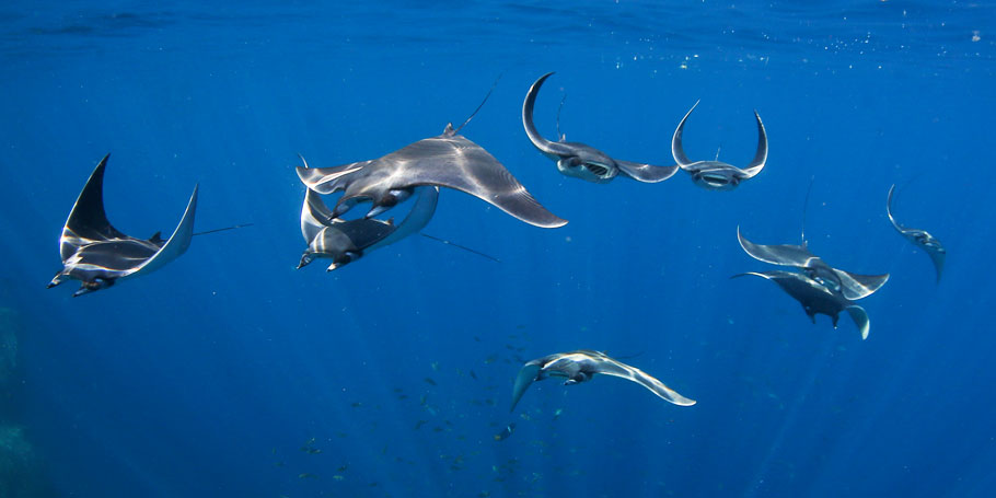 Diving In Cabo Reserve with Mobula Rays