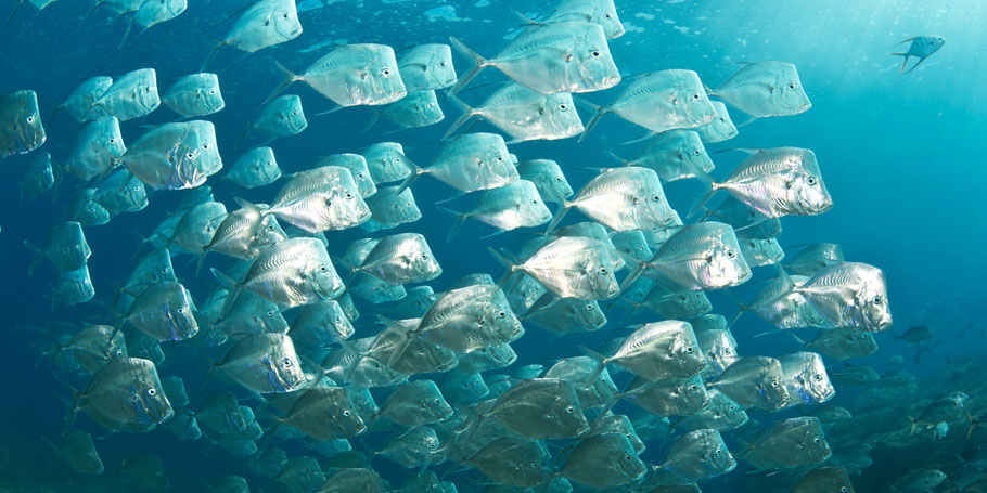 Schooling fish on scuba dive trip in Cabo san Lucas