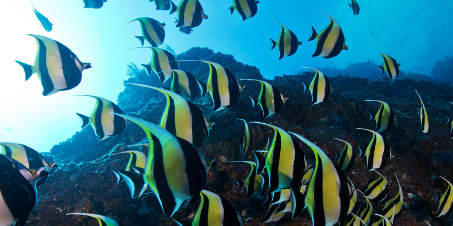 underwater dive site Corridor