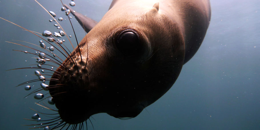 Diving with Sea lions in la Paz and Cabo