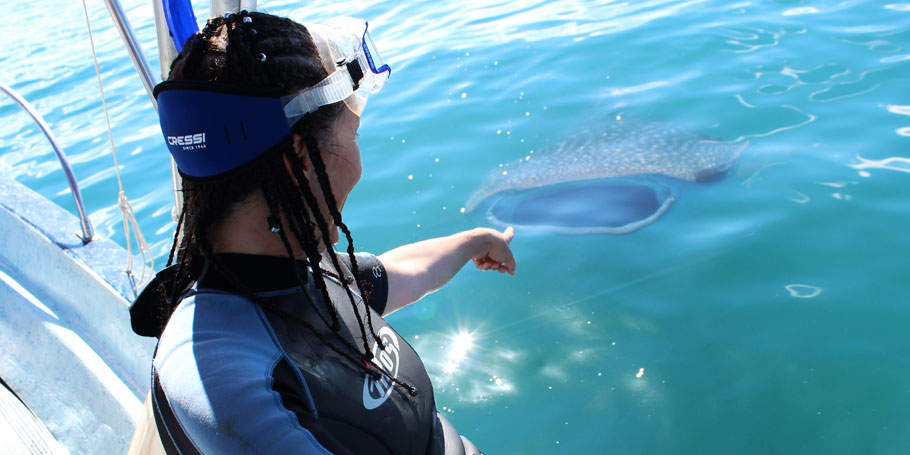 Whale Sharks In La Paz