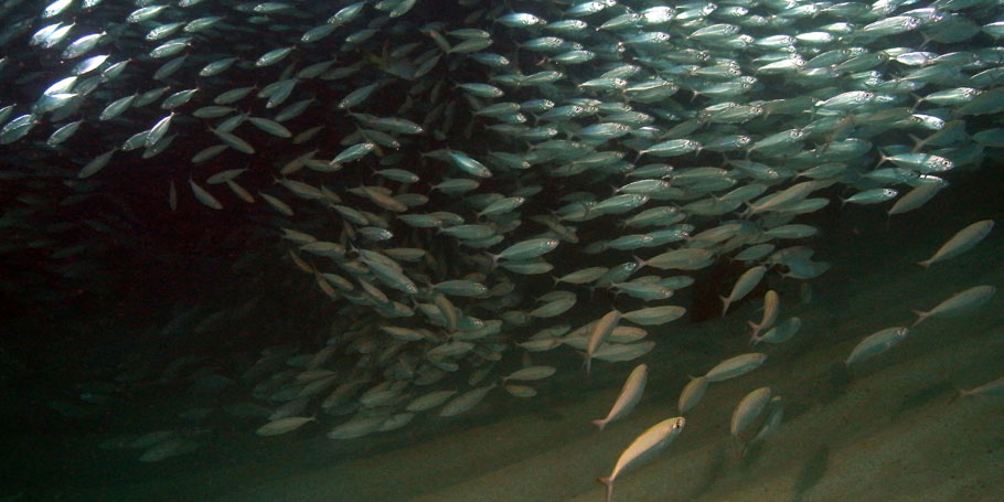 Night Dive in Cabo