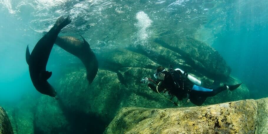 Whale Sharks In La Paz