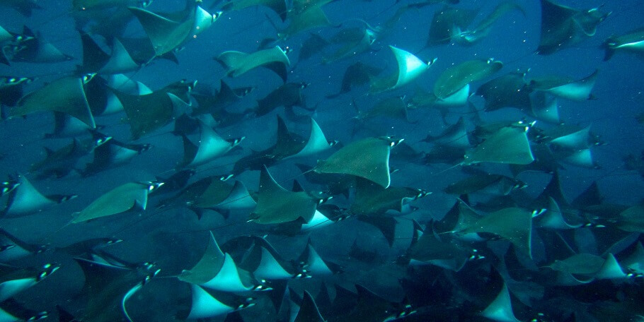 schooling Mobula rays in Cabo