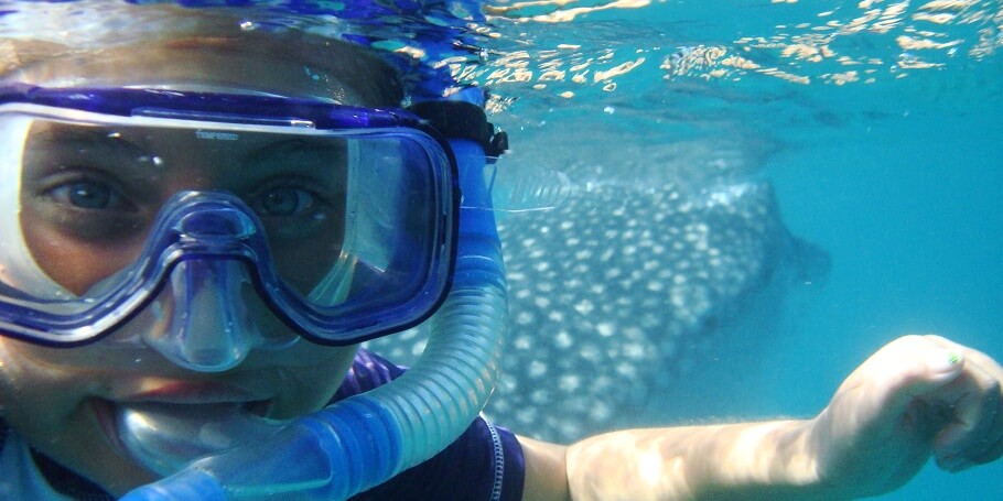 Whale sharks snorkeling