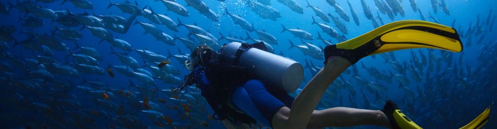 Diving in Mexico with Bull Sharks