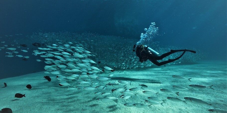 diver and fish cabo san lucas