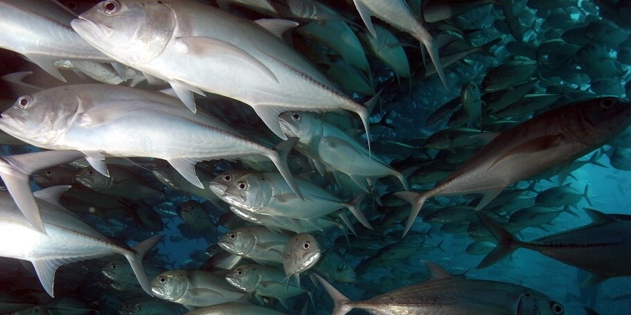 Night Dive in Cabo