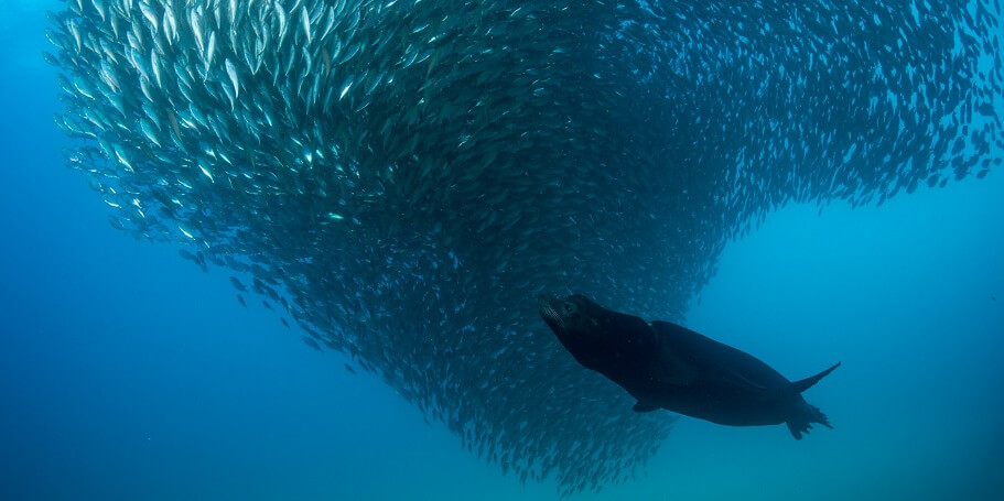 Scuba Diving Refresher with 2 dives