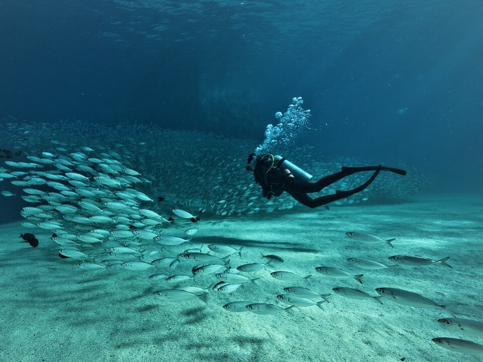 Jacks and Diver in Cabo (1)