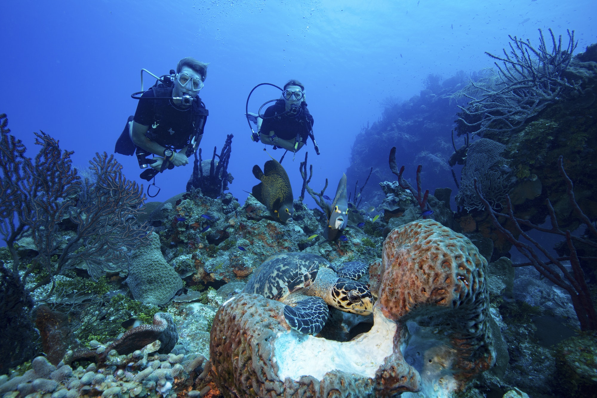 divers-watch-interaction-of-different-species-of-marine-life-underwater.jpg